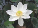 Weisser Lotus